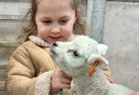 Lamb and girl Matlock farm park