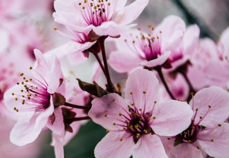 Derbyshire Chesterfield schools Japan Cherry tree