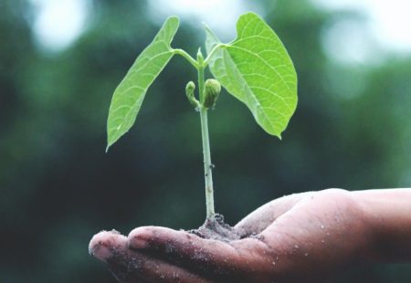 green environment tree plant