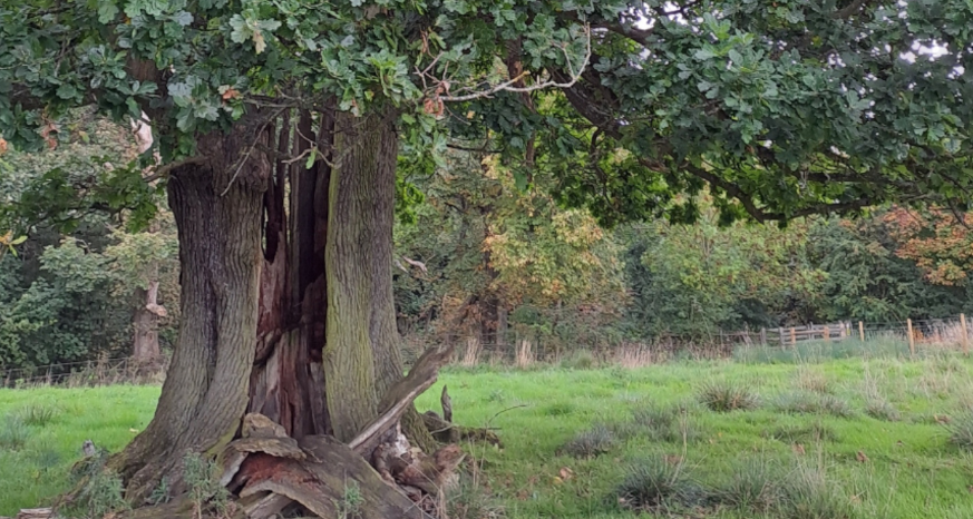 Old tree in a field