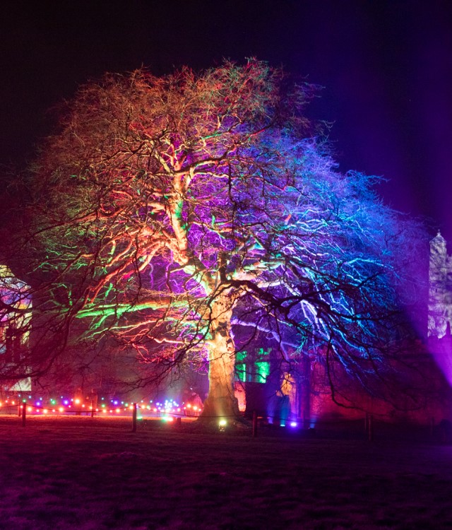 Bolsover Castle Tree lit up for festival